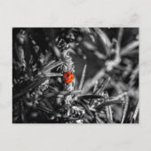 Marienkäfer Postkarte (Vorderseite)