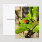 Marienkäfer postkarte (Vorne/Hinten)