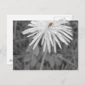 Marienkäfer Postkarte (Vorne/Hinten)