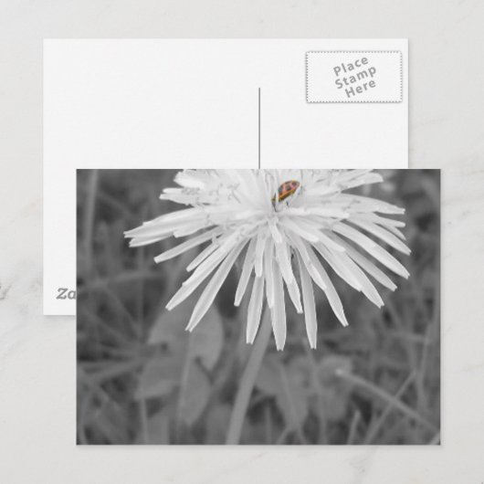 Marienkäfer Postkarte (Vorne/Hinten)