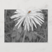Marienkäfer Postkarte (Vorderseite)