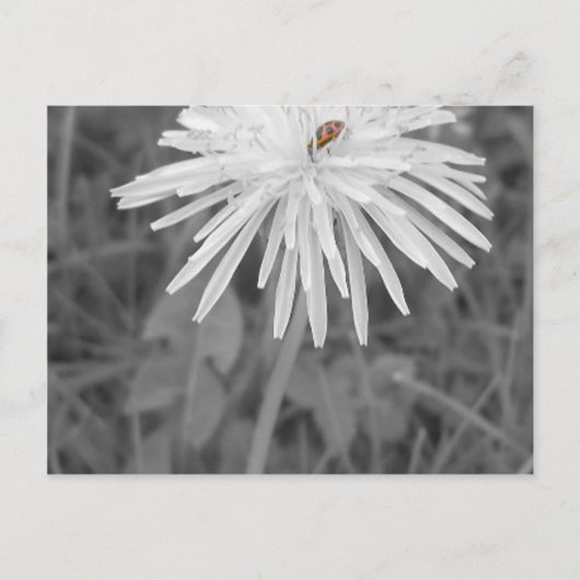 Marienkäfer Postkarte (Vorderseite)