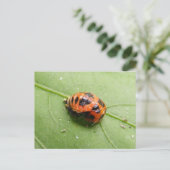 Marienkäfer-Puppen ~ Postkarte (Stehend Vorderseite)
