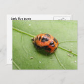 Marienkäfer-Puppen ~ Postkarte (Vorne/Hinten)