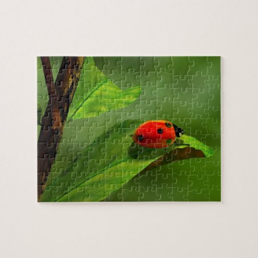 Marienkäfer Puzzle (Horizontal)