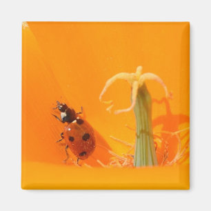 Marienkäfer und Mohnblume Magnet