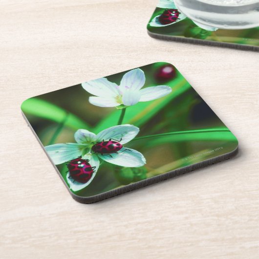 Marienkäfer Untersetzer (Linke Seite)