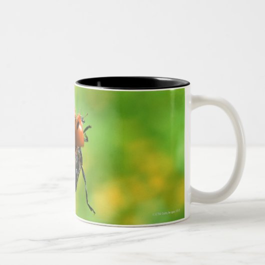 Marienkäfer Zweifarbige Tasse (Rechts)