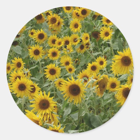 Marie's Sunblumen Sticker (Vorderseite)