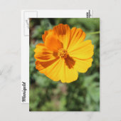 Marigold # 7 postkarte (Vorne/Hinten)