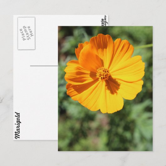 Marigold # 7 postkarte (Vorne/Hinten)