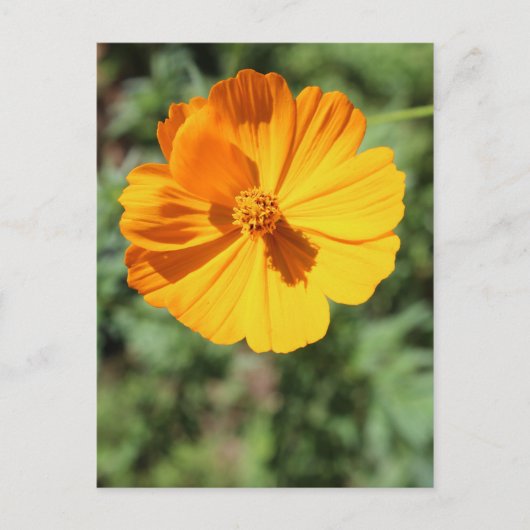 Marigold # 7 postkarte (Vorderseite)