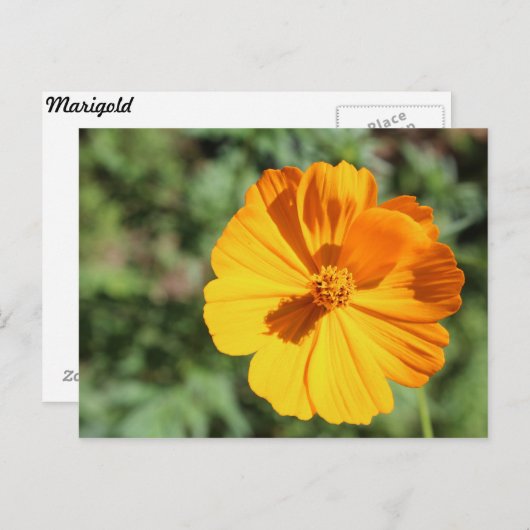 Marigold # 8 postkarte (Vorne/Hinten)