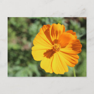 Marigold # 8 postkarte