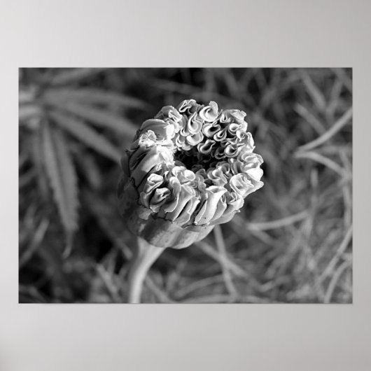 Marigold Blossom Poster (Vorne)