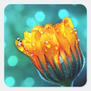 Marigold-Blume auf Aquamarin Quadratischer Aufkleber