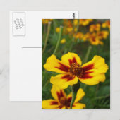 Marigold Blume Postcard Postkarte (Vorne/Hinten)