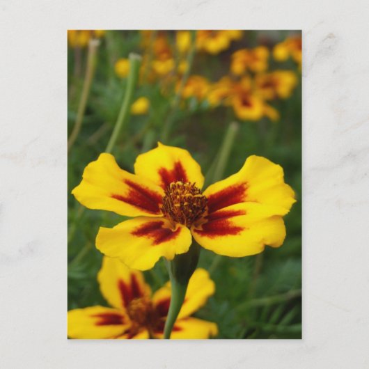 Marigold Blume Postcard Postkarte (Vorderseite)