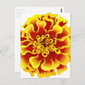 Marigold Blume Postkarte (Vorne/Hinten)