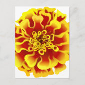 Marigold Blume Postkarte (Vorderseite)