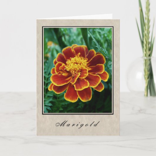 Marigold - Blumenserie Karte (Vorderseite)