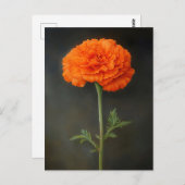 Marigold Botanische Malerei Postkarte (Vorne/Hinten)