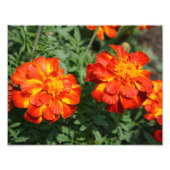 Marigold Fotodruck (Vorne)