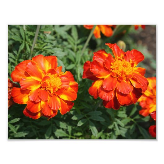 Marigold Fotodruck (Vorne)