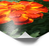 Marigold Fotodruck (Ecke)