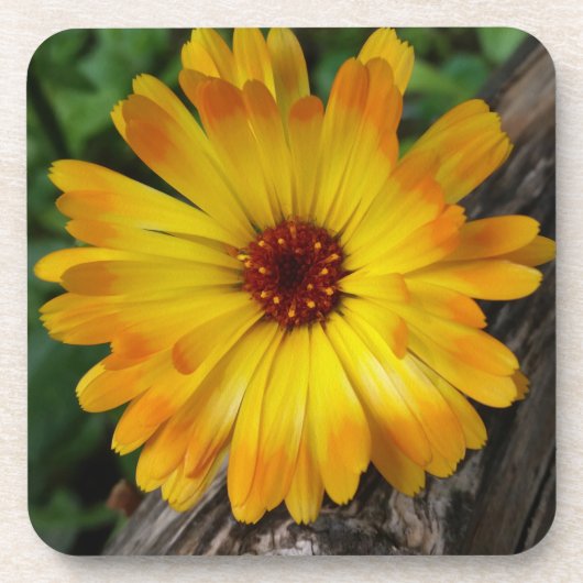 Marigold Getränkeuntersetzer (Vorderseite)