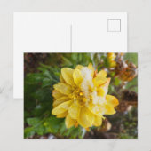 Marigold im Schnee Postkarte (Vorne/Hinten)
