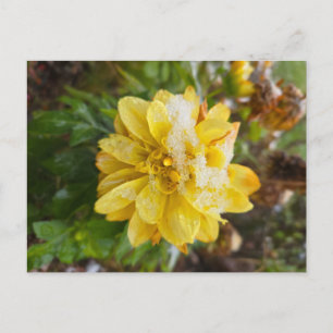 Marigold im Schnee Postkarte