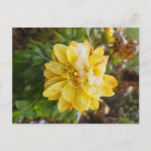 Marigold im Schnee Postkarte (Vorderseite)