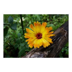 Marigold im Wald Poster