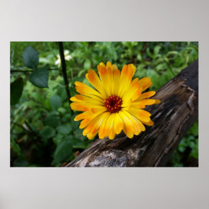 Marigold im Wald Poster