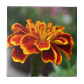 Marigold in Vollblut Fliese (Vorderseite)