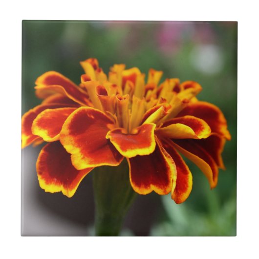 Marigold in Vollblut Fliese (Vorderseite)