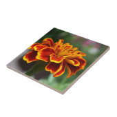 Marigold in Vollblut Fliese (Seite)