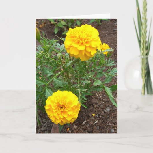 Marigold Karte (Vorderseite)