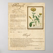 MARIGOLD MAGICK HERB POSTER (Vorne)