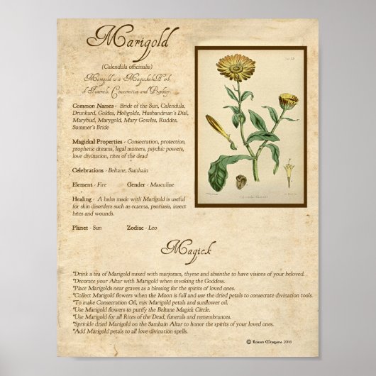 MARIGOLD MAGICK HERB POSTER (Vorne)