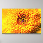 Marigold nah-up poster (Vorne)