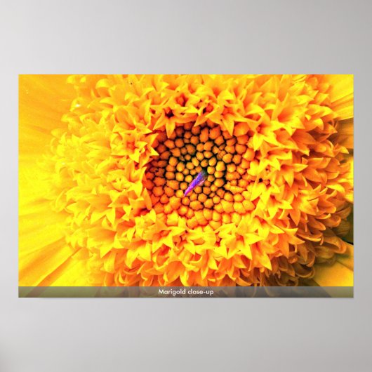 Marigold nah-up poster (Vorne)