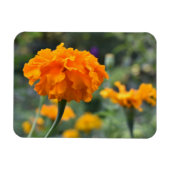 Marigold Orange Blume Naturfotografie Garten Magnet (Horizontal)