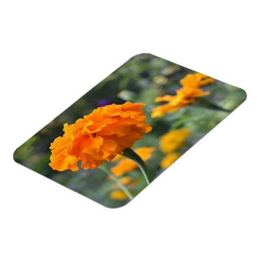 Marigold Orange Blume Naturfotografie Garten Magnet (Linke Seite)