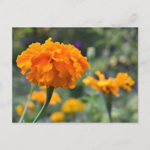 Marigold Orange Blume Naturfotografie Garten Postkarte