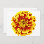 Marigold Postkarte (Vorne/Hinten)
