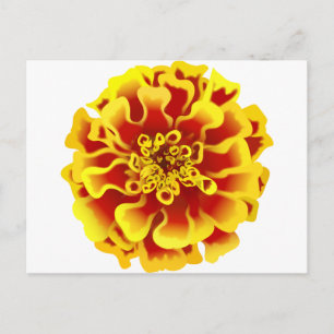 Marigold Postkarte