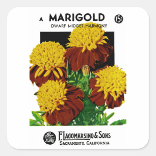 Marigold Quadratischer Aufkleber