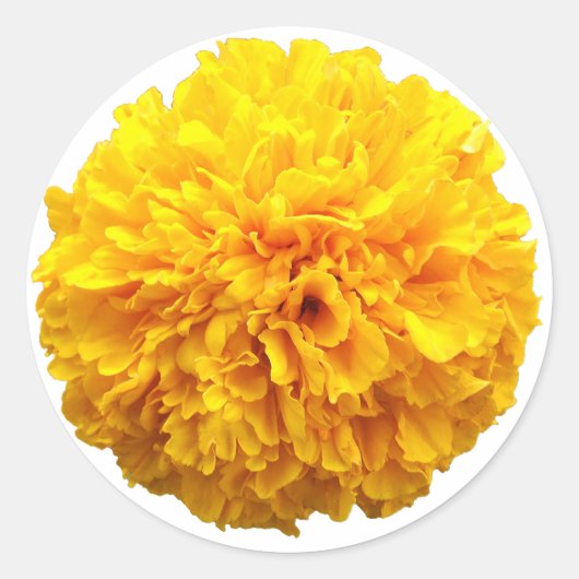 Marigold Runder Aufkleber (Vorderseite)